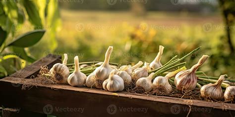 Garlic Farm Stock Photos, Images and Backgrounds for Free Download