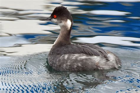 Eared Grebe - Big Year Birding