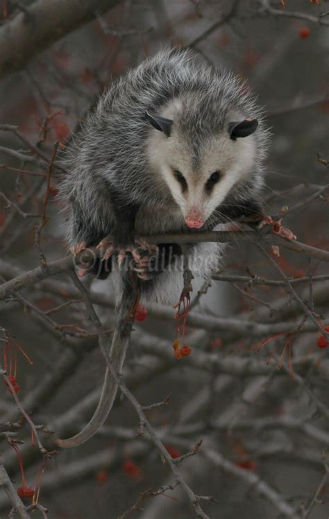 Opossum eating fruit in a tree in Waukesha County Wisconsin on December ...