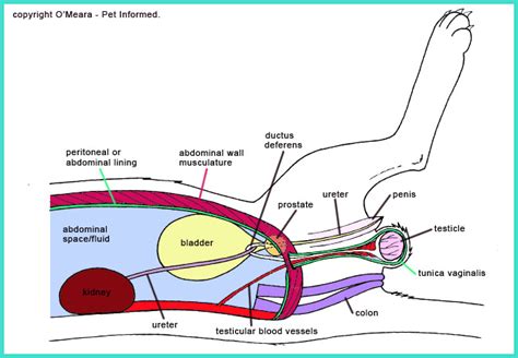 Male Cat Reproductive Anatomy