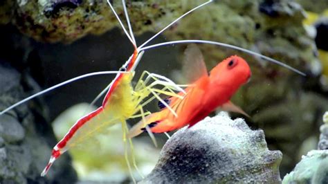 Cleaner Shrimp – "OCEAN TREASURES" Memorial Library