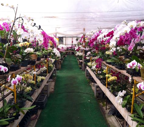 Orchid farm @ Half Moon Bay | Half moon bay, Half moon, Orchids