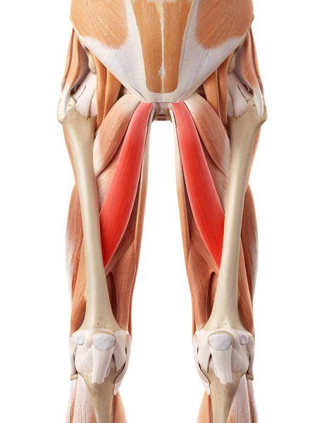 Groin muscle strain, Groin muscle injury: Treatment - Physio Pretoria