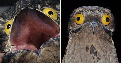 Potoo: The Funniest Looking Bird Ever