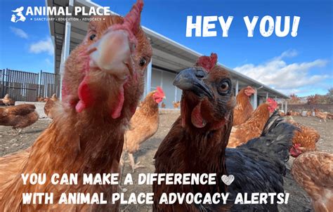 Animal Place Advocacy Alerts: Make a Difference! - Animal Place