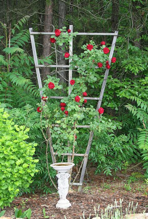 How to Build a Trellis for Climbing Roses