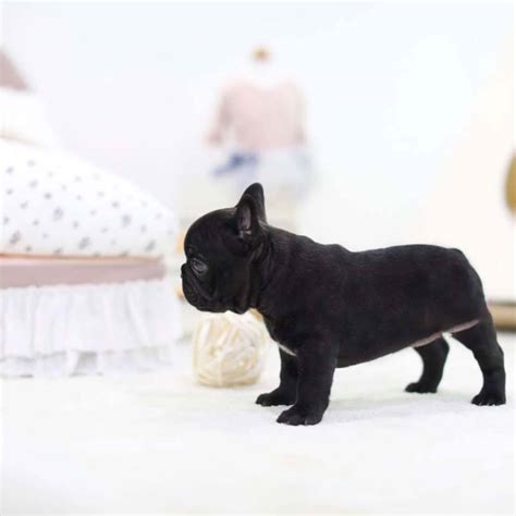 Gianna Black Mini French Bulldog - Tiny Teacup Pups | Designer Puppies ...