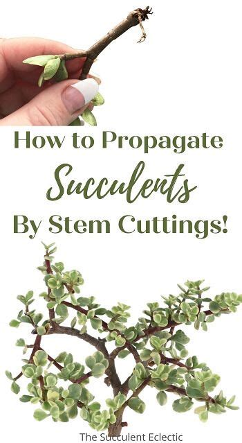 Propagating succulents from stem cuttings – Artofit