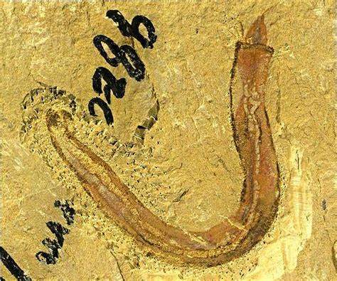 Ancient fossils shed new light on evolution of sea worm