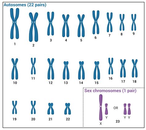 Glossary | Genome Sciences Centre