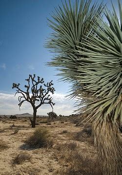 Examples of Xerophytes