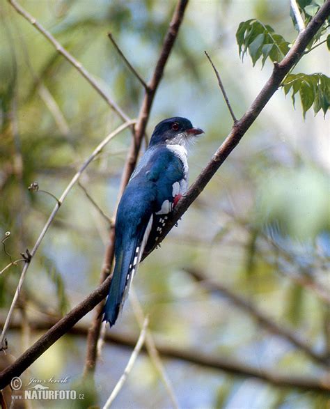 Cuban Trogon Photos, Cuban Trogon Images, Nature Wildlife Pictures ...