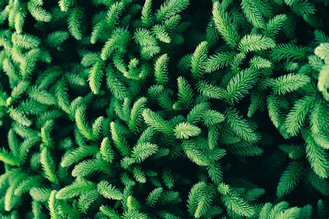 Textures Green Photos, Download The BEST Free Textures Green Stock Photos & HD Images