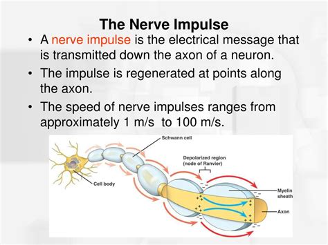 PPT - Chapter 2 Nerve Cells and Nerve Impulses PowerPoint Presentation - ID:285928