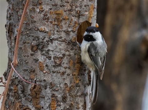 Black-capped Chickadee Nesting (Complete Guide) | Birdfact