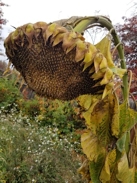 Giant sunflower during harvest | Smithsonian Photo Contest | Smithsonian Magazine