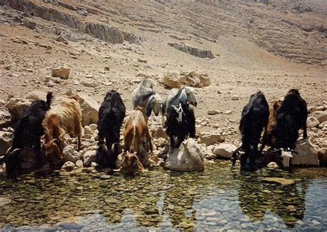 Water At Mount Sinai - Ancient Exodus