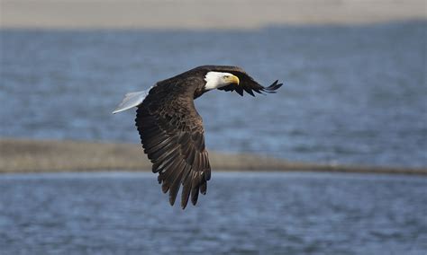 A Bald Eagle soaring and more, as photographed by Ron Bolander. – Mendonoma Sightings