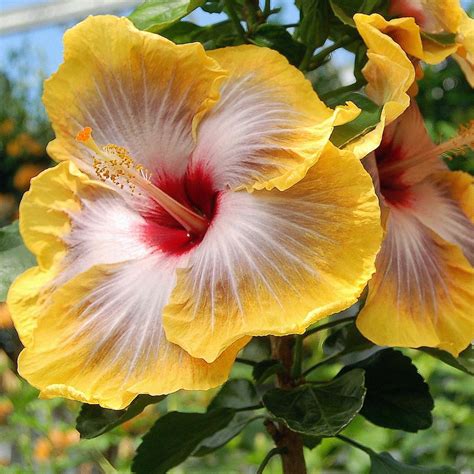 Yellow Hibiscus flower #Yellow #Bibiscus | heartdr2011 | Flickr