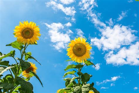 Sunflower Sunny Day Sky Blue - Free photo on Pixabay - Pixabay