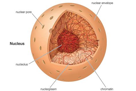 The Nucleus - Definition, Structure, and Function