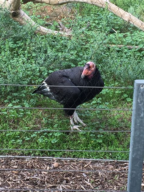 California Condor Habitat, 2920 Zoo Dr, San Diego, CA, Zoos - MapQuest