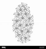 lily Flower And lilium coloring Page Outline Decorative Line Art  sketch template