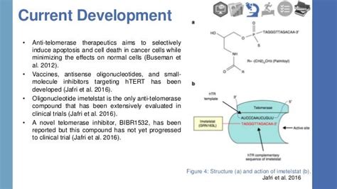 Telomerase Inhibition as Novel Cancer Therapeutic Method