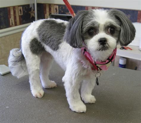 15+ Favorite How To Cut Maltese Shih Tzu Hair