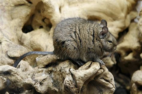 #2349 Degu - Artis Royal Zoo Amsterdam (Holland) | Matthijs van ...