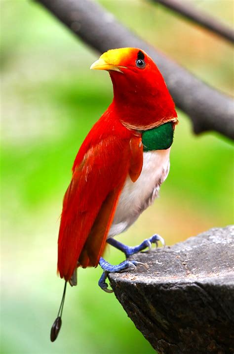 Burung Cendrawasih Raja - King Bird of Paradise (Cicinnurus regius) - Ryan Maigan Birds