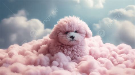 Pink Fluffy Poodle In Clouds Clouds Photography Background, Mound, Pink ...