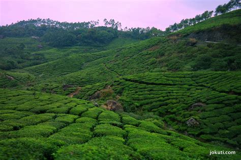 The amazing tea plantations of Munnar - világevő