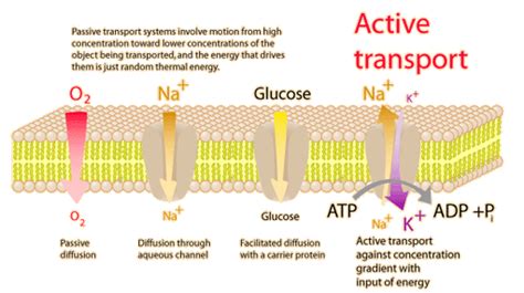 Active Transport Across Cell Membranes