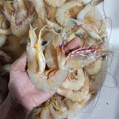 Jual Udang Jerbung Udang Laut Seafood Hasil Laut Segar Super Besar 1 Kg Indonesia|Shopee Indonesia