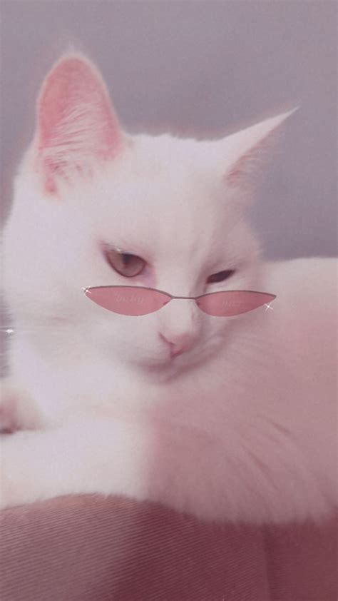 Pink Aesthetic Wallpaper Cats - Goimages Quack