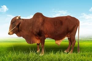 Conventional Semen Red Sindhi Bulls