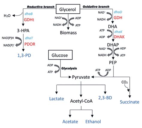 Glycerol Phosphate Shuttle Atp Yield