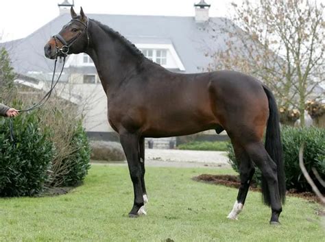 Bavarian Warmblood Horse Breed Info & Facts