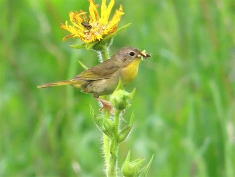 07/22/2020 Female Common Yellowthroat