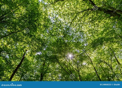 Green Forest with Sun Beam Looking Up Stock Image - Image of season, leaf: 24868223