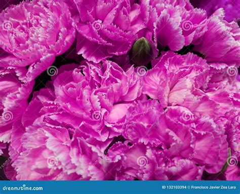 Light Purple Carnation Flowers In A Floral Bouquet For Gift Of Love, Background And Texture ...