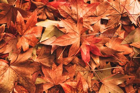 Dry autumn leaves on the ground Stock Photo by stevanovicigor | PhotoDune