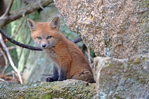 Free Images : animal, wildlife, fauna, red fox, vertebrate, dog like mammal, kit fox, grey fox ...