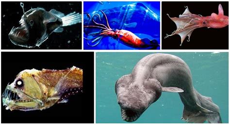 Maritime Infographic: Deep Sea Creatures | MaritimeCyprus