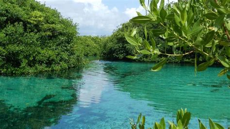 Casa Cenote - Cenote Tours Cave Diving Mexico Playa del Carmen