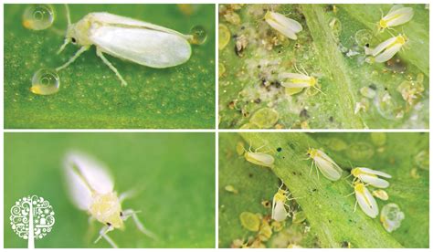 SOS! Preventing and Controlling Whitefly Infestations | Garden Culture ...