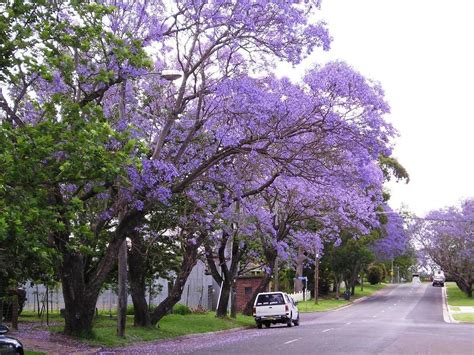 The beautiful, flowering Jacaranda trees in Spain | Jacaranda tree ...