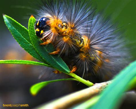 Salt Marsh Moth Caterpillar (Estigmene Acrea) - Austin, TX (http://en ...