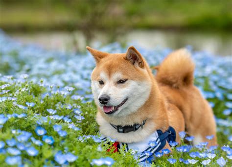 10 Japanese Dog Breeds with Curly-Que Tails and Protective Dispositions